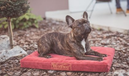 Gucci na Woofmat krevetu